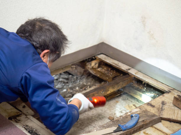Best Mold Remediation Services  in Woodburn, OR