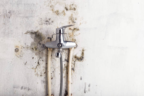 Best Toxic Mold Removal  in Woodburn, OR
