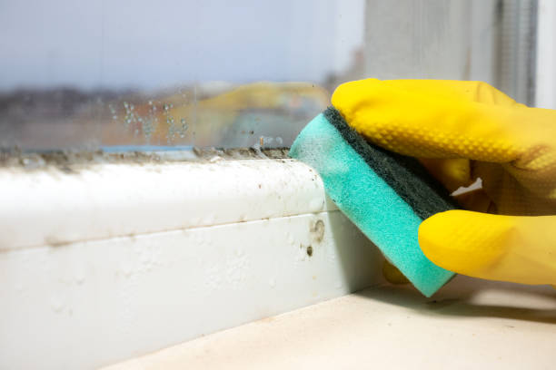 Best Local Mold Removal Service  in Woodburn, OR