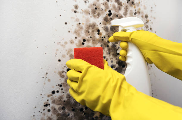 Best Affordable Mold Removal  in Woodburn, OR