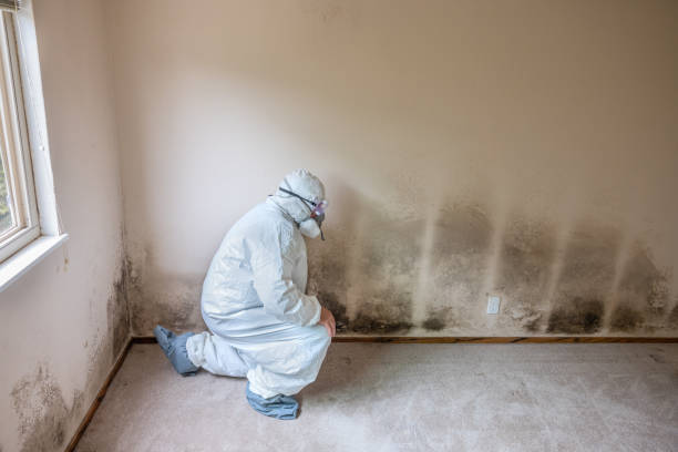 Best Certified Mold Removal  in Woodburn, OR