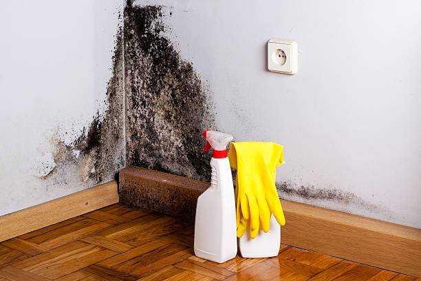 Best Professional Mold Removal  in Woodburn, OR