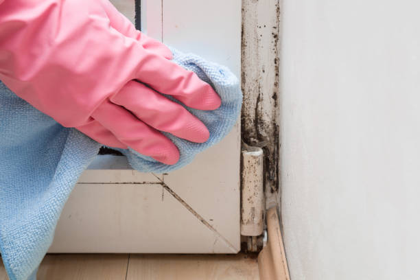 Best Residential Mold Removal  in Woodburn, OR