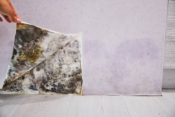 Best Mold Removal Process  in Woodburn, OR